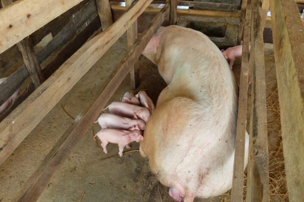 PATCH THE WORD_養豚場妊娠ストール