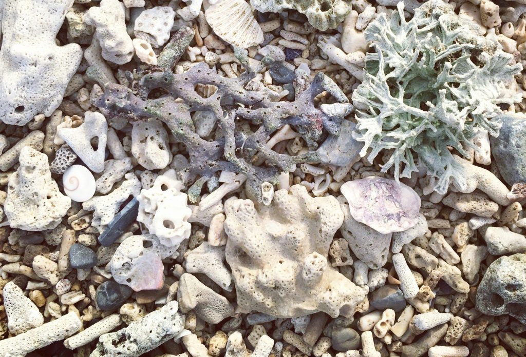 ムネンバ島のサンゴ礁で起きている問題