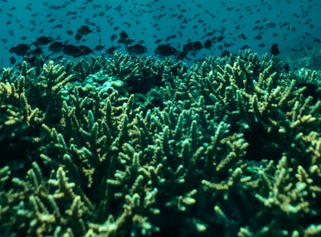 ブルーカーボン生態系のサンゴ礁の保全に成功。タンザニア・ムネンバ島の取り組みとは