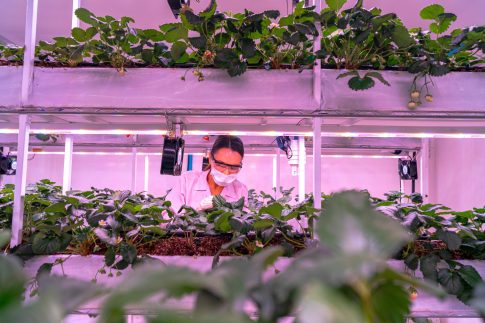 垂直農法とは?メリットや課題、企業の事例をご紹介