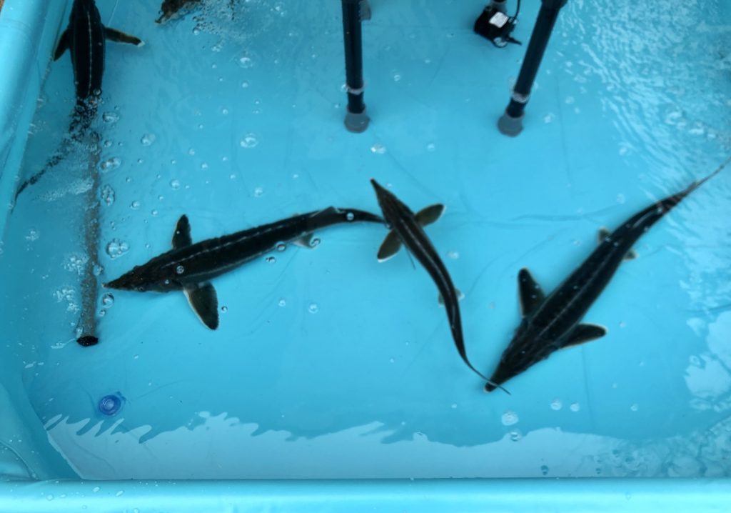 アクアポニックスの事例