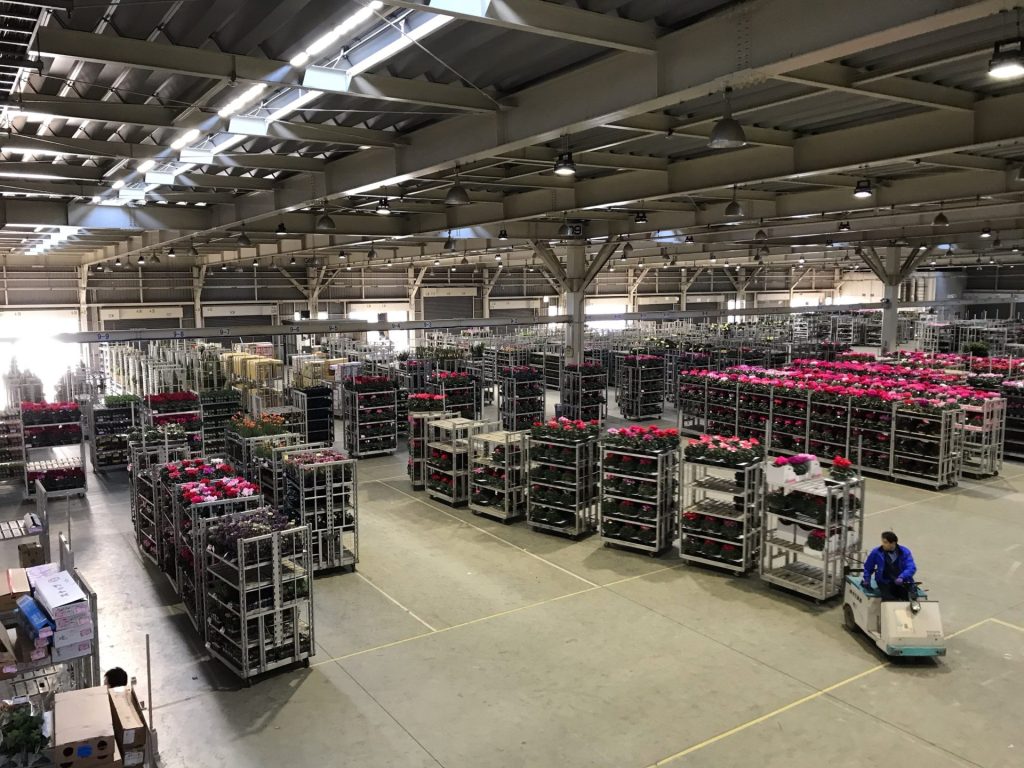 花市場「こうのすフラワーせ市場「鴻巣フラワーセンター」の様子