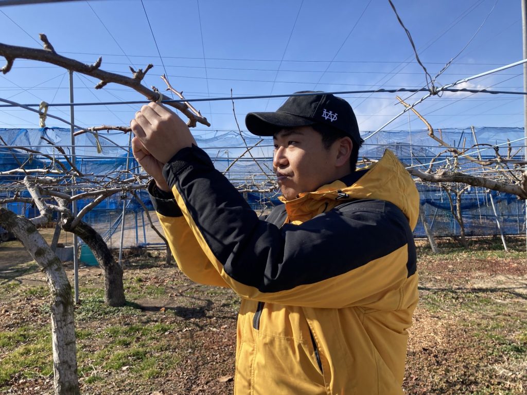 梨栽培　作業中の様子
