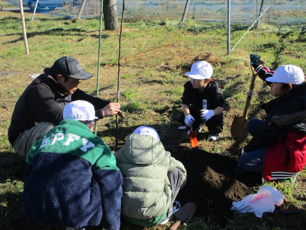 小学校での梨の植え付け体験
