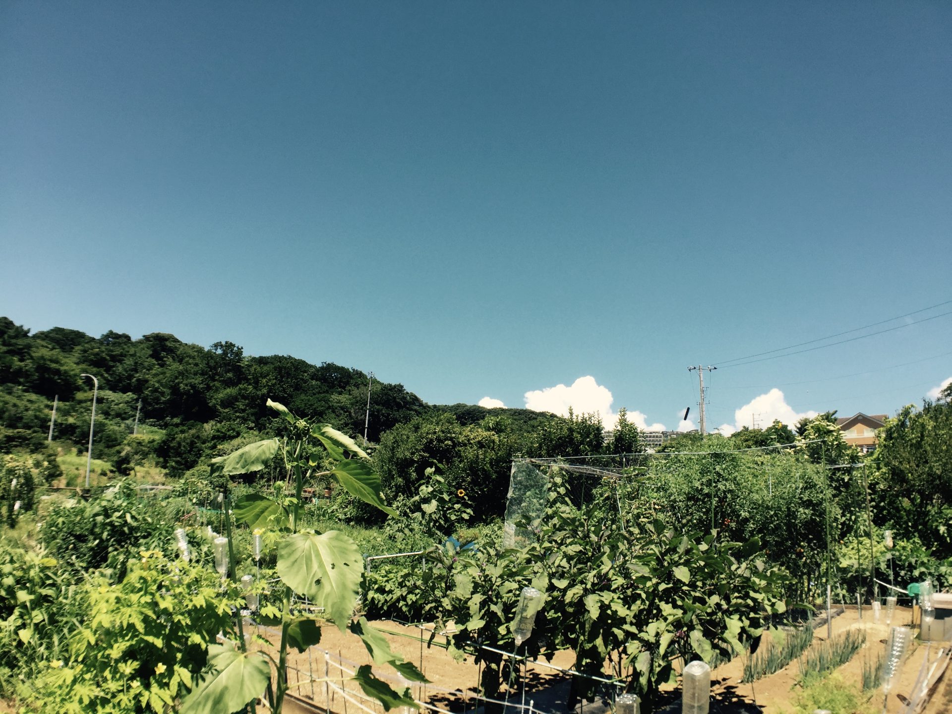 いちごのショートケーキができるまで〜生産者をめぐる旅〜