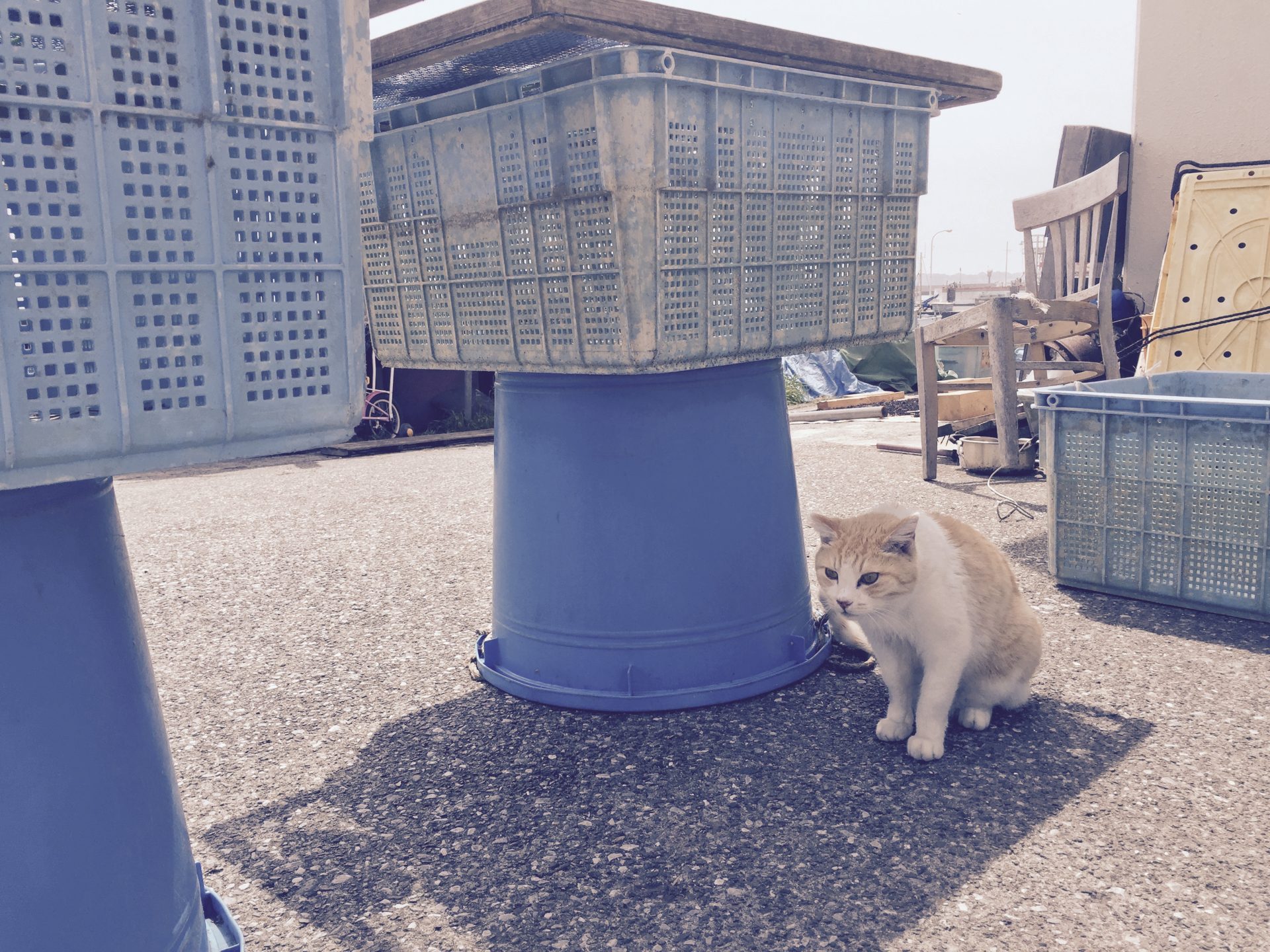 いちごのショートケーキができるまで〜生産者をめぐる旅〜