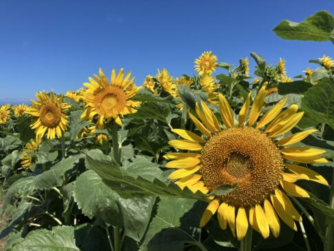 #8 耕すのをやめる。もう一度、土と生き直す