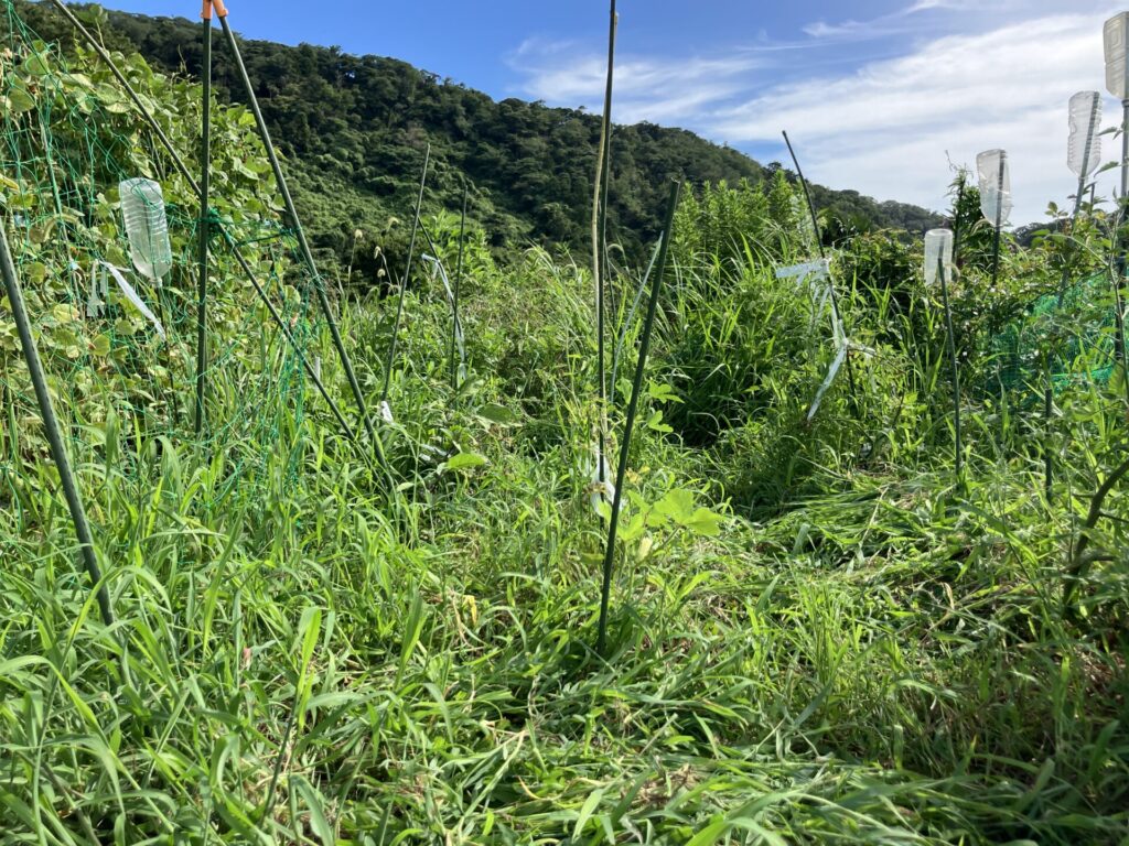 耕すのをやめる。もう一度、土と生き直す3