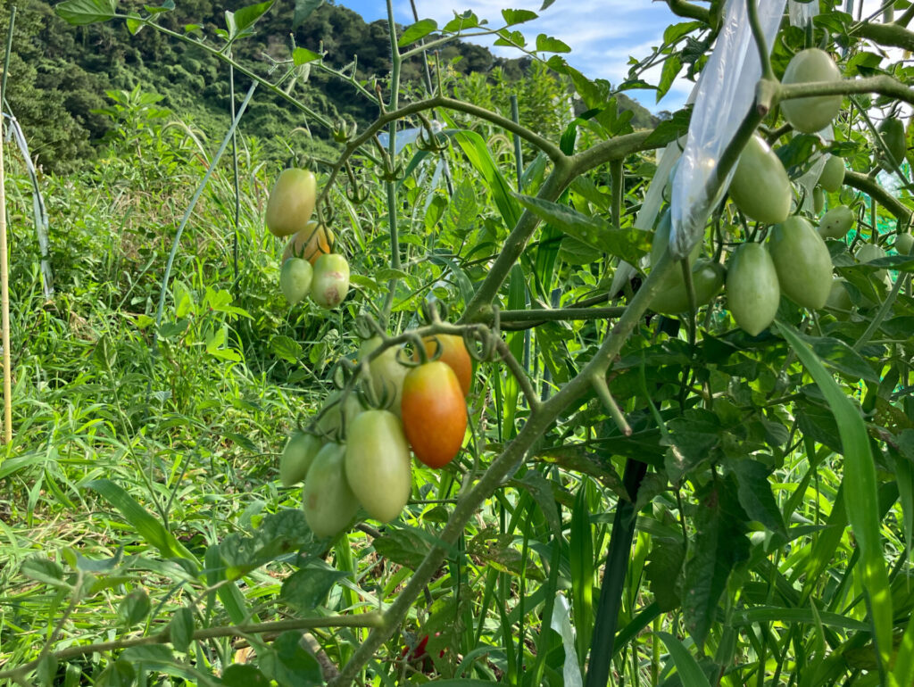 耕すのをやめる。もう一度、土と生き直す4