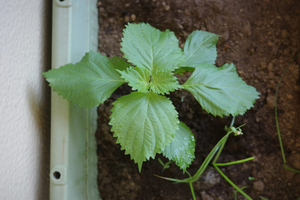 耕すのをやめる。もう一度、土と生き直す5