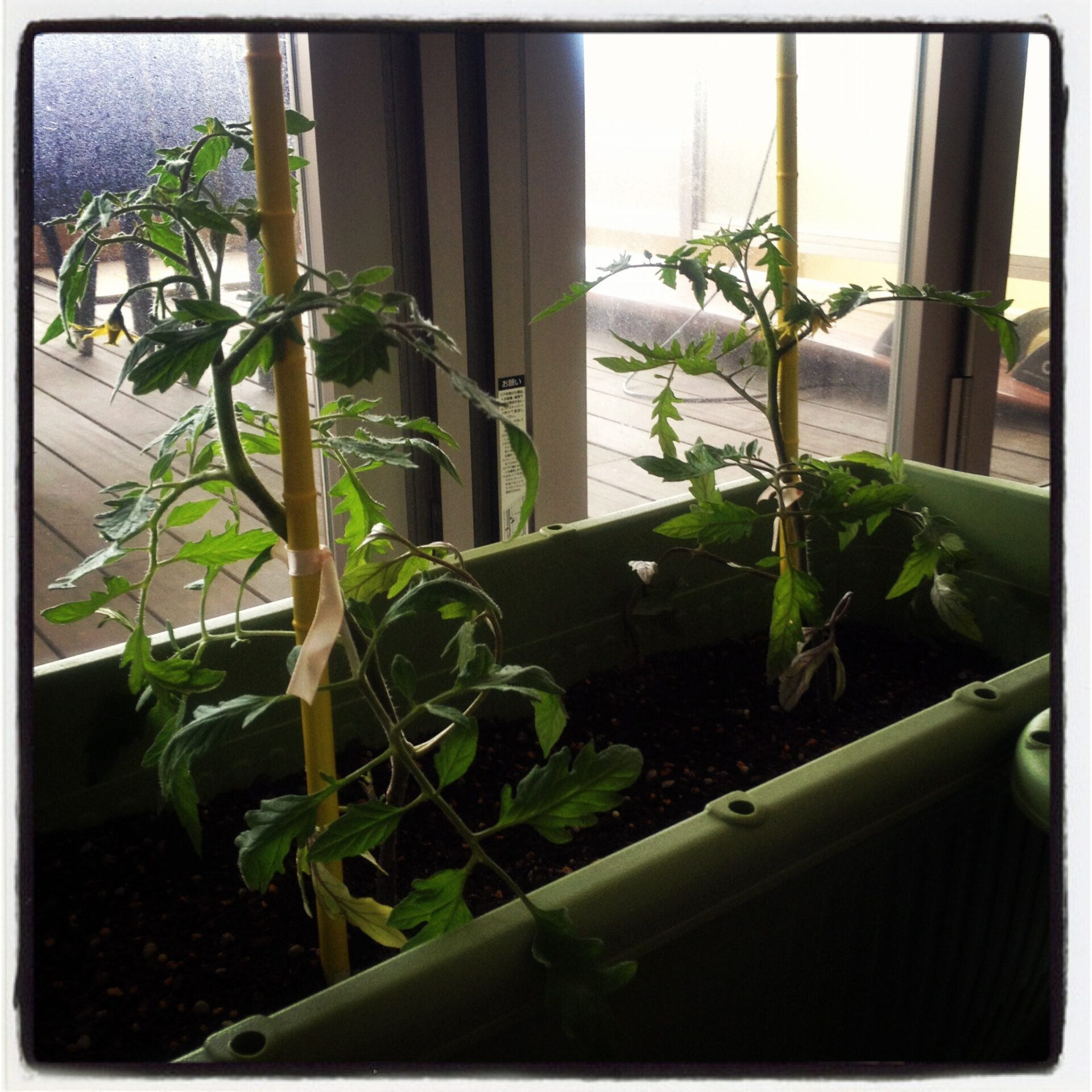 いちごのショートケーキができるまで〜生産者をめぐる旅〜