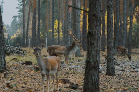 人間と野生動物が共に生きる道とは?
