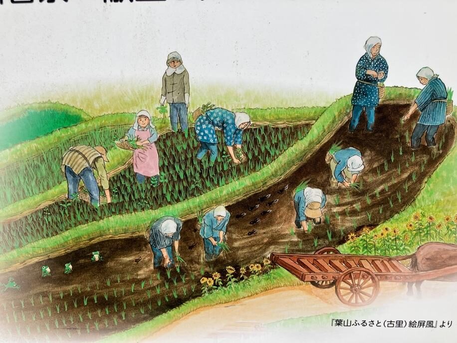 葉山の棚田に掲示されている看板を撮影した写真