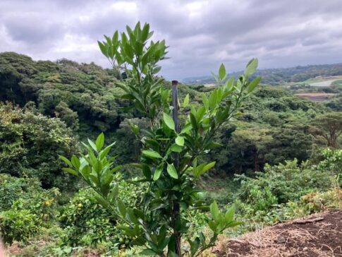 2025年に植えたみかんの木が50年後に繋ぐ未来