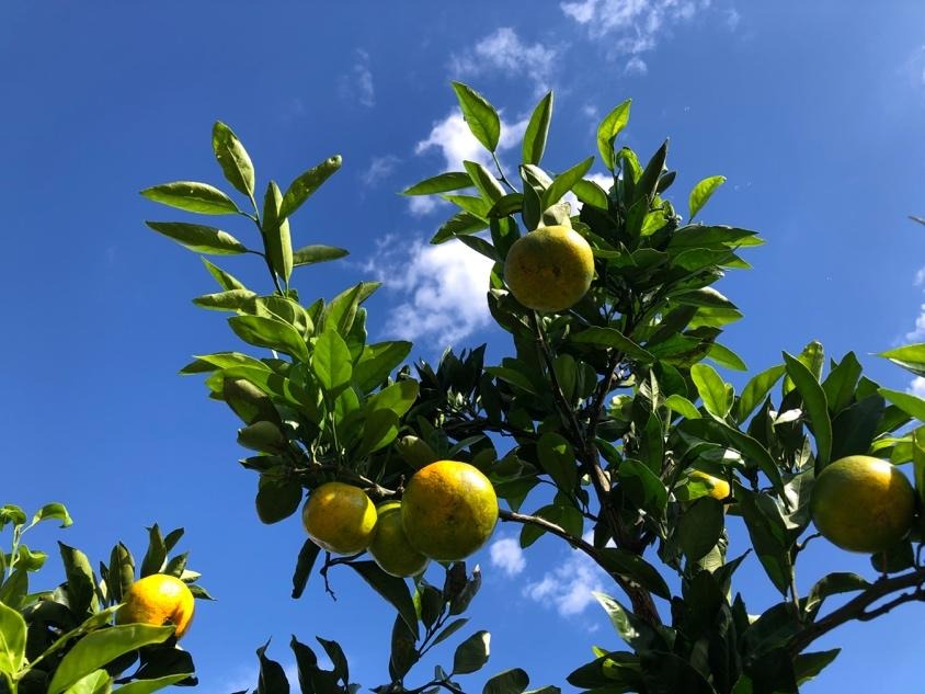 2025年に植えたみかんの木が50年後に繋ぐ未来2