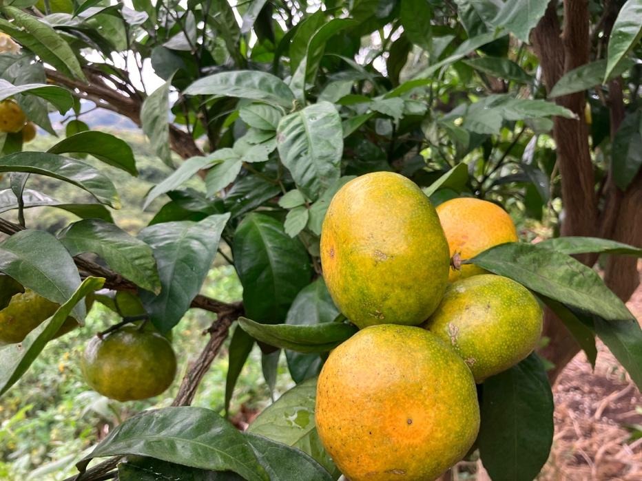 2025年に植えたみかんの木が50年後に繋ぐ未来3