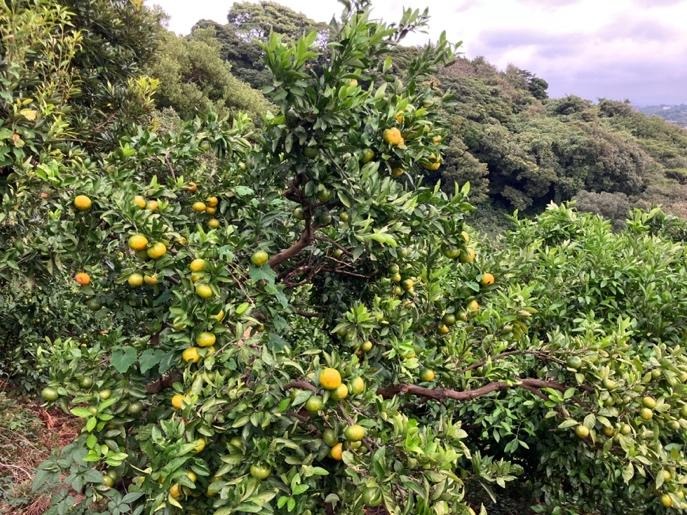 2025年に植えたみかんの木が50年後に繋ぐ未来5