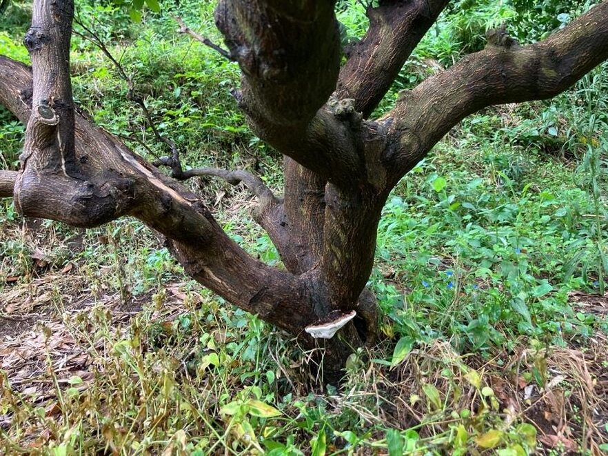 2025年に植えたみかんの木が50年後に繋ぐ未来6