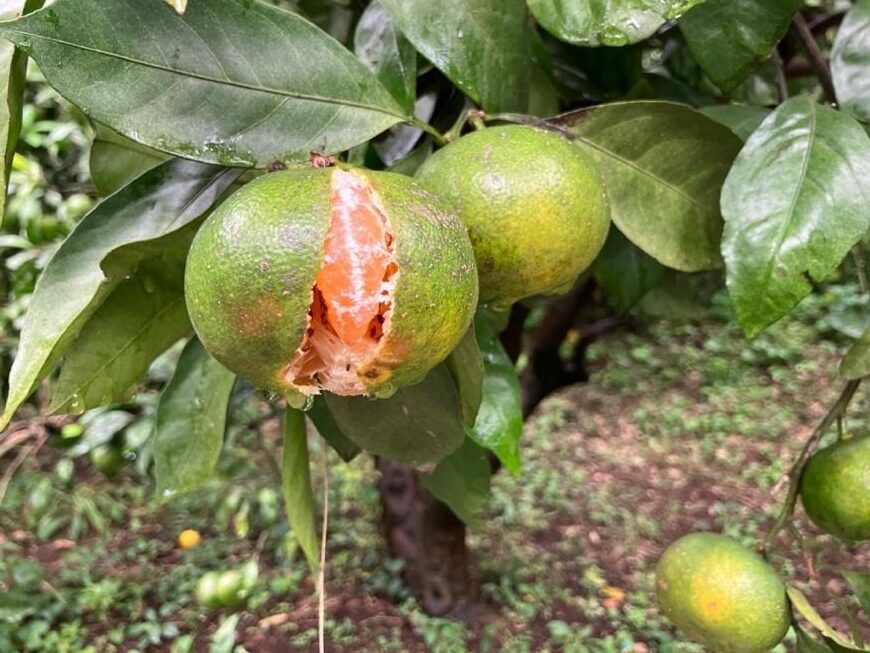 2025年に植えたみかんの木が50年後に繋ぐ未来7