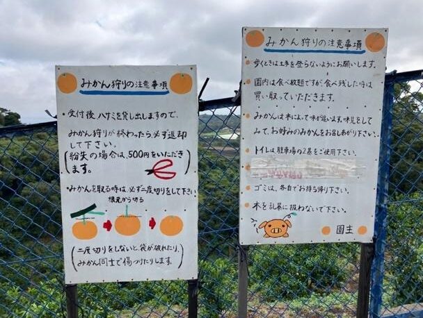 2025年に植えたみかんの木が50年後に繋ぐ未来8