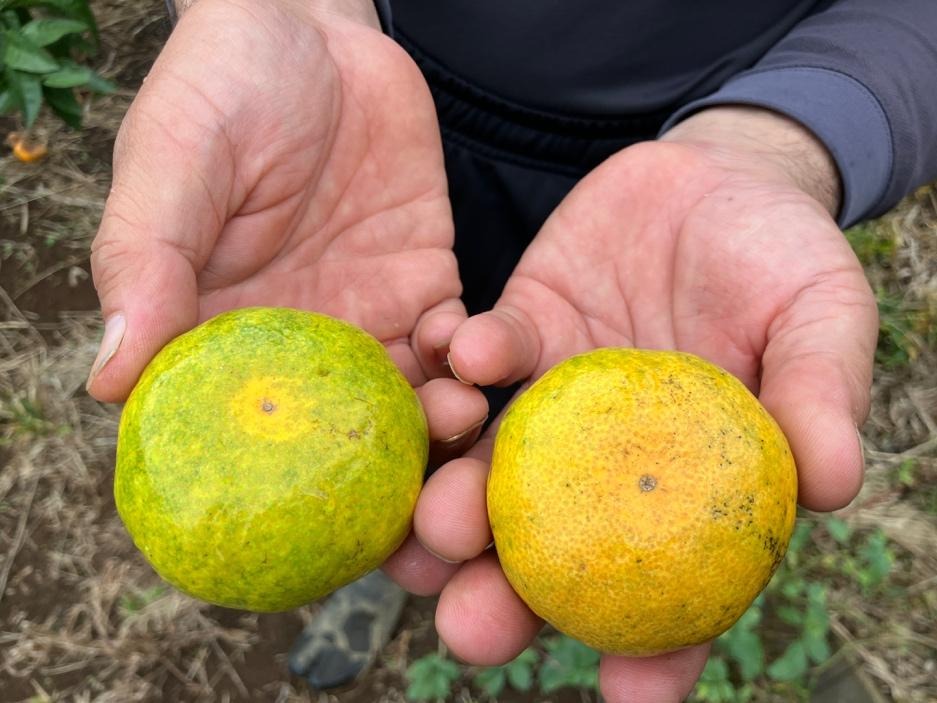 2025年に植えたみかんの木が50年後に繋ぐ未来9