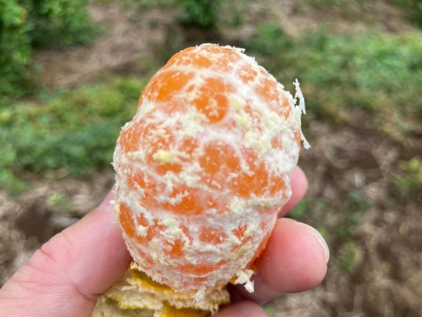 2025年に植えたみかんの木が50年後に繋ぐ未来9