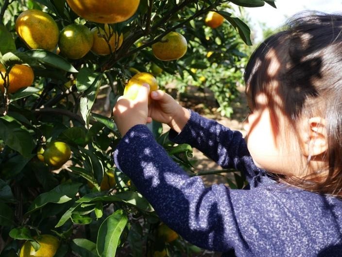 2025年に植えたみかんの木が50年後に繋ぐ未来13