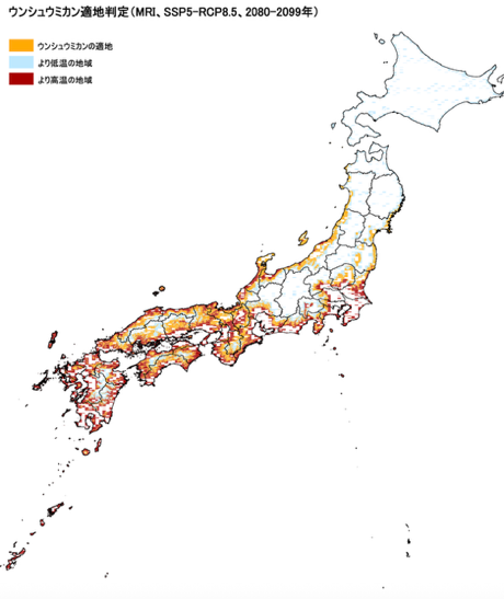 2025年に植えたみかんの木が50年後に繋ぐ未来11
