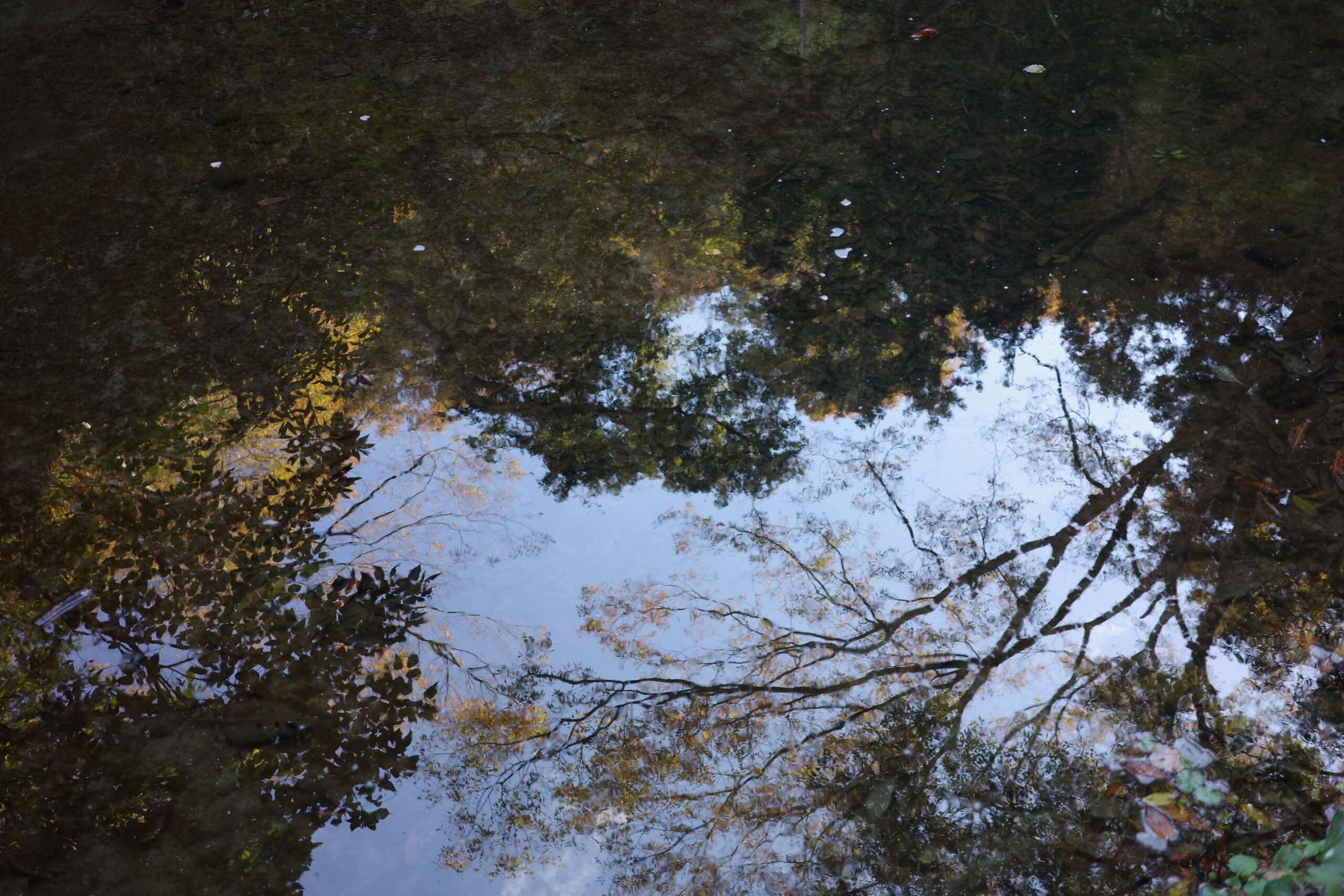 いちごのショートケーキができるまで〜生産者をめぐる旅〜