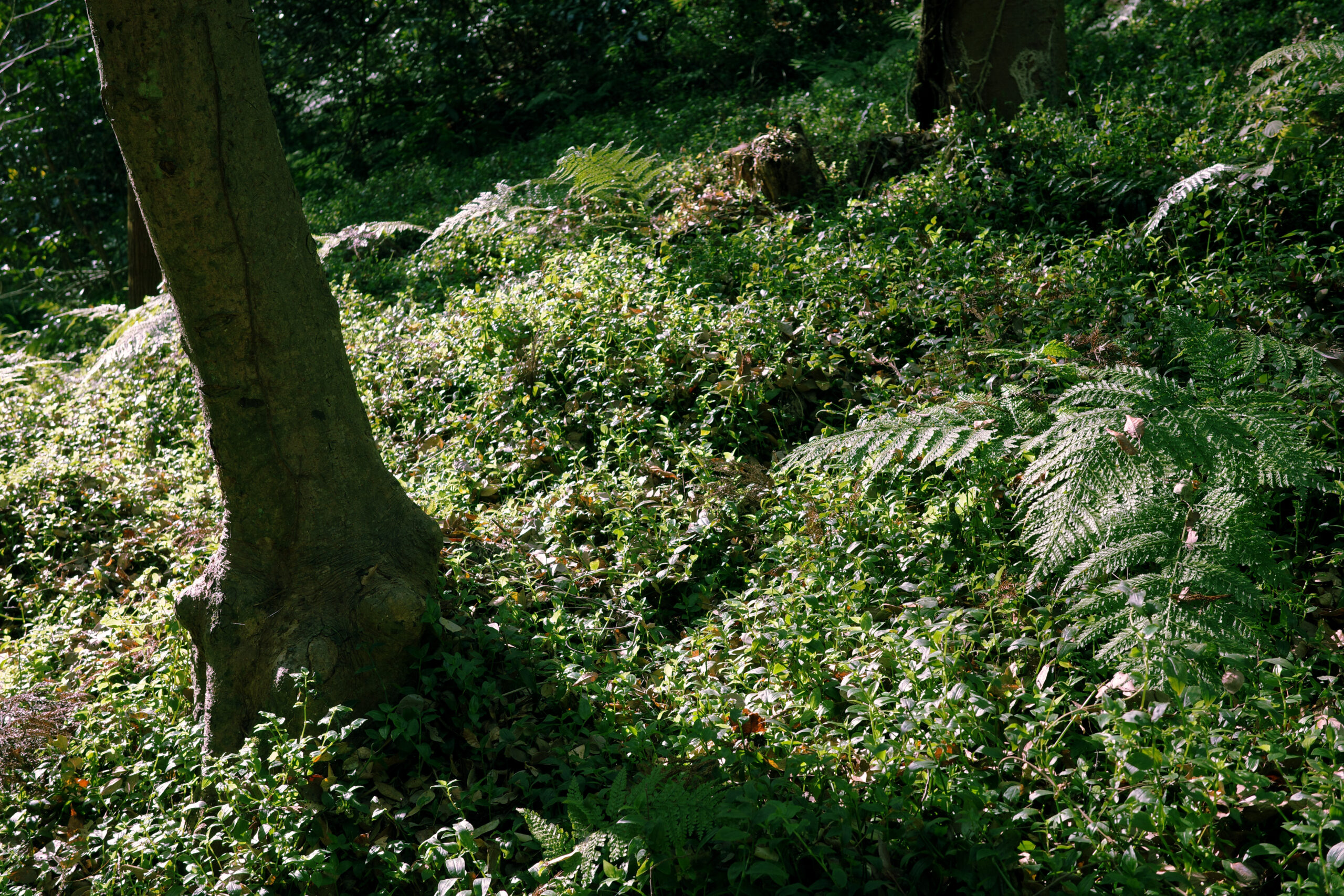 いちごのショートケーキができるまで〜生産者をめぐる旅〜