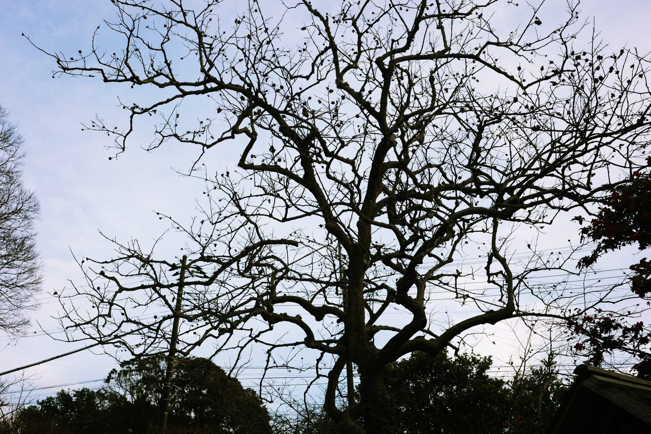いちごのショートケーキができるまで〜生産者をめぐる旅〜
